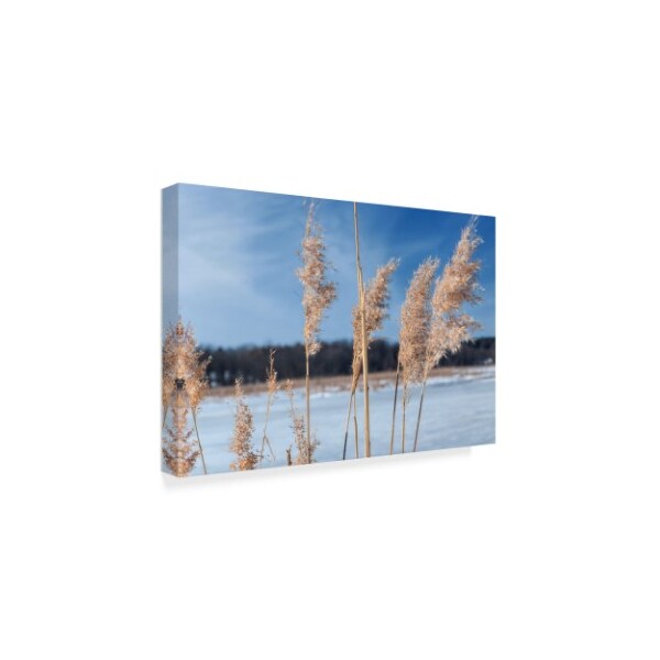 Anthony Paladino 'Phragmites Against Blue Sky Winter' Canvas Art,12x19